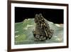 Bufo Sp.-Paul Starosta-Framed Photographic Print