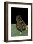 Bufo Sp.-Paul Starosta-Framed Photographic Print