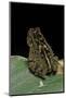 Bufo Sp.-Paul Starosta-Mounted Photographic Print