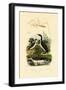 Bug, 1833-39-null-Framed Giclee Print