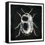 Bug Life Black-Milli Villa-Framed Stretched Canvas