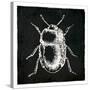 Bug Life Black-Milli Villa-Stretched Canvas