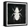 Bug Life Four Black-Milli Villa-Framed Stretched Canvas