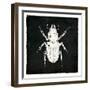 Bug Life Four Black-Milli Villa-Framed Art Print