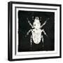 Bug Life Four Black-Milli Villa-Framed Art Print