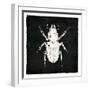 Bug Life Four Black-Milli Villa-Framed Art Print