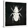 Bug Life Four Black-Milli Villa-Stretched Canvas