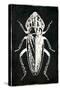 Bug Life Three Black-Milli Villa-Stretched Canvas