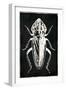 Bug Life Three Black-Milli Villa-Framed Art Print