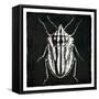 Bug Life Three Black-Milli Villa-Framed Stretched Canvas