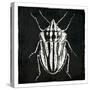 Bug Life Three Black-Milli Villa-Stretched Canvas