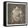 Bug Life Two-Milli Villa-Framed Stretched Canvas