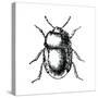 Bug Life-Milli Villa-Stretched Canvas