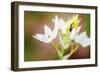 Bug on Flowers-Pixie Pics-Framed Photographic Print