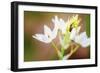 Bug on Flowers-Pixie Pics-Framed Photographic Print