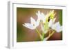 Bug on Flowers-Pixie Pics-Framed Photographic Print