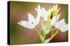 Bug on Flowers-Pixie Pics-Stretched Canvas