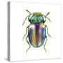 Buggin Out I-Larisa Hernandez-Stretched Canvas