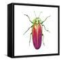 Buggin Out II-Larisa Hernandez-Framed Stretched Canvas