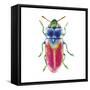 Buggin Out III-Larisa Hernandez-Framed Stretched Canvas