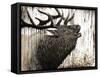 Bugling Bull Elk-Angela Bawden-Framed Stretched Canvas