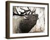 Bugling Bull Elk-Angela Bawden-Framed Art Print