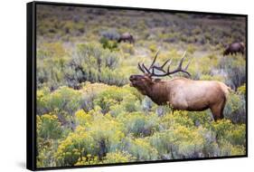 Bugling elk in Yellowstone-Belinda Shi-Framed Stretched Canvas