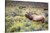 Bugling elk in Yellowstone-Belinda Shi-Stretched Canvas