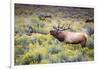 Bugling elk in Yellowstone-Belinda Shi-Framed Photographic Print