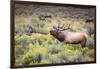 Bugling elk in Yellowstone-Belinda Shi-Framed Photographic Print