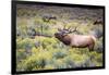 Bugling elk in Yellowstone-Belinda Shi-Framed Photographic Print