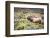 Bugling elk in Yellowstone-Belinda Shi-Framed Photographic Print