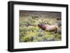 Bugling elk in Yellowstone-Belinda Shi-Framed Photographic Print