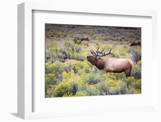 Bugling elk in Yellowstone-Belinda Shi-Framed Photographic Print