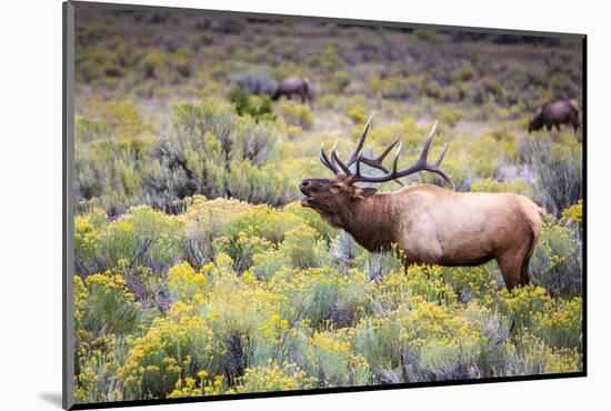 Bugling elk in Yellowstone-Belinda Shi-Mounted Photographic Print