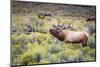 Bugling elk in Yellowstone-Belinda Shi-Mounted Photographic Print