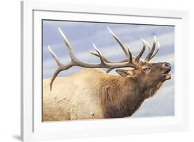 Bugling Elk-null-Framed Giclee Print