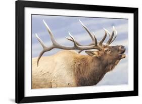 Bugling Elk-null-Framed Giclee Print