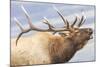 Bugling Elk-null-Mounted Giclee Print