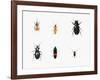 Bugs, 2011-Ele Grafton-Framed Giclee Print