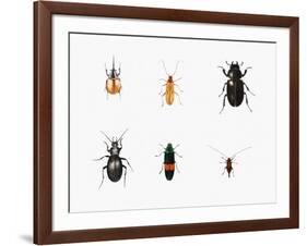 Bugs, 2011-Ele Grafton-Framed Giclee Print