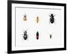 Bugs, 2011-Ele Grafton-Framed Giclee Print