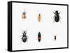 Bugs, 2011-Ele Grafton-Framed Stretched Canvas