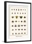 Bugs, Bees, and Beetles-Albertus Seba-Framed Art Print