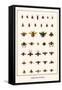 Bugs, Bees, and Beetles-Albertus Seba-Framed Stretched Canvas