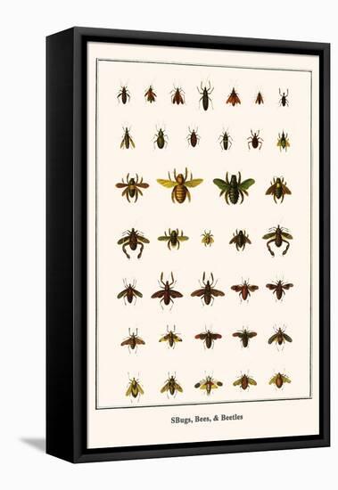 Bugs, Bees, and Beetles-Albertus Seba-Framed Stretched Canvas