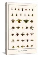 Bugs, Bees, and Beetles-Albertus Seba-Stretched Canvas