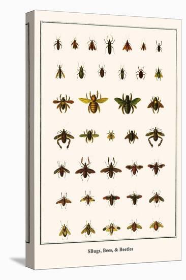 Bugs, Bees, and Beetles-Albertus Seba-Stretched Canvas