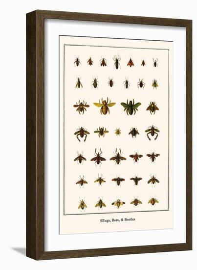 Bugs, Bees, and Beetles-Albertus Seba-Framed Art Print