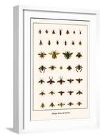 Bugs, Bees, and Beetles-Albertus Seba-Framed Art Print